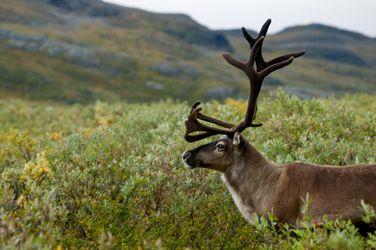 Kungsleden: Section 1. Sweden.